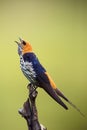 The lesser striped swallow Cecropis abyssinica sitting on the branch. Swallow with green background. A singing swallow on a Royalty Free Stock Photo