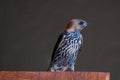 Lesser Striped swallow, Cecropsis abyssinica, photographed at Sabi Sands Game Reserve, South Africa