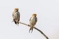 Lesser striped swallow couple on twig