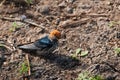 Lesser Striped Swallow Royalty Free Stock Photo