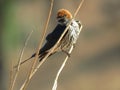 Lesser Striped Swallow Hirundo abyssinica of the Kruger National Park, South Africa