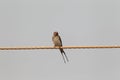 Lesser striped swallow Royalty Free Stock Photo