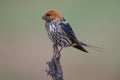 Lesser Striped Swallow Royalty Free Stock Photo