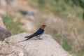 Lesser Striped Swallow