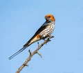 Lesser-striped Swallow