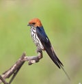 Lesser striped swallow sitting on perch Royalty Free Stock Photo