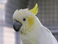 Lesser Sulphur Crested Cockatoo Royalty Free Stock Photo