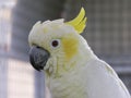 Lesser Sulphur Crested Cockatoo