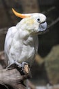 Lesser sulphur-crested cockatoo Royalty Free Stock Photo