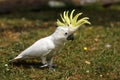 Lesser Sulphur Crested Cockatoo on grass Royalty Free Stock Photo