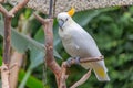 Lesser sulphur-crested cockatoo a medium-sized cockatoo with white plumage Royalty Free Stock Photo