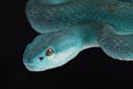 Lesser Sunda pitviper Trimeresurus insularis Royalty Free Stock Photo