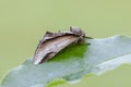 Lesser Swallow Prominent sitting on leaf