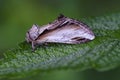 Lesser Swallow Prominent sitting on leaf