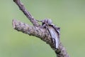 Lesser Swallow Prominent sitting on twig of pine