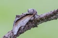 Lesser Swallow Prominent sitting on twig of pine