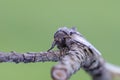 Lesser Swallow Prominent sitting on twig of pine