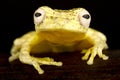 The Lesser treefrog Dendropsophus minutus Royalty Free Stock Photo