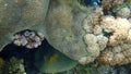 Lesser valley coral or hard brain coral, Platygyra lamellina, and Rubber coral, rubbery zoanthid, Palythoa tuberculosa, undersea
