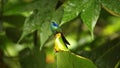 Lesser violetear hummingbird