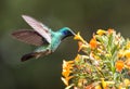 Lesser Violetear hummingbird Colibri cyanotus,Panama