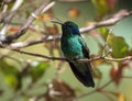 Lesser Violetear hummingbird Colibri cyanotus,Panama