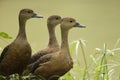 Lesser Whistling Duck