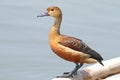 Lesser whistling duck Dendrocygna javanica Cute Birds of Thailand