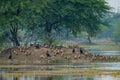 Lesser whistling duck flock or group of birds in beautiful scenic blue and green background at keoladeo national park Royalty Free Stock Photo