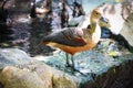 Lesser Whistling Duck Royalty Free Stock Photo