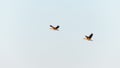 Lesser whistling duck pair flying in the sky evening