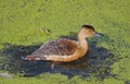 Single Lesser whistling duck India