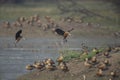 Lesser Whistling Ducks at Bharatpur Bird Sanctuary,Rajasthan,India Royalty Free Stock Photo
