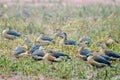 Lesser Whistling-ducks Dendrocygna javanica