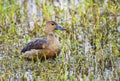 Lesser Whistling Ducks (Dendrocygna Javanica)