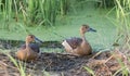 Lesser Whistling Ducks (Dendrocygna javanica) resting on dry grass by a pond Royalty Free Stock Photo