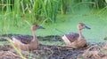 Lesser Whistling Ducks (Dendrocygna javanica) resting on dry grass by a pond Royalty Free Stock Photo