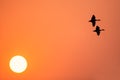 Lesser whistling ducks flying at sunset in Keoladeo Ghana Nation Royalty Free Stock Photo