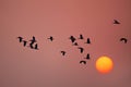 Lesser whistling ducks flying at sunset in Keoladeo Ghana Nation