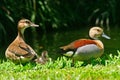 Lesser whistling ducks