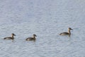 Lesser Whistling Ducks in the Water