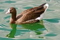 Lesser White-fronted Goose