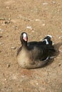 Lesser white fronted goose