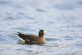 Lesser white-fronted goose