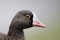 Lesser white-fronted goose, Anser erythropus