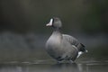 Lesser white-fronted goose, Anser erythropus