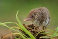 Lesser white-toothed Shrew Crocidura suaveolens on loam. Little insect-eating mammal with brown fur standing on meadow in garden