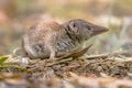 Lesser white toothed shrew in natural habitat