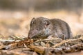 Lesser white toothed shrew in natural habitat