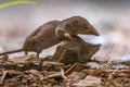 Lesser white toothed shrew in natural habitat